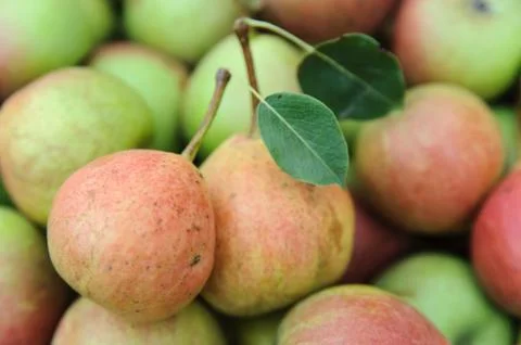 Two pears with leaves Stock Photos