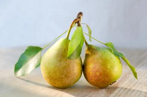 Two pears on one stalk with leaves. With drops of water, lit by the sun. Stock Photos