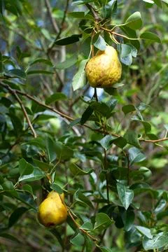 Two pears in a pear tree illuminated by natural light Stock Photos