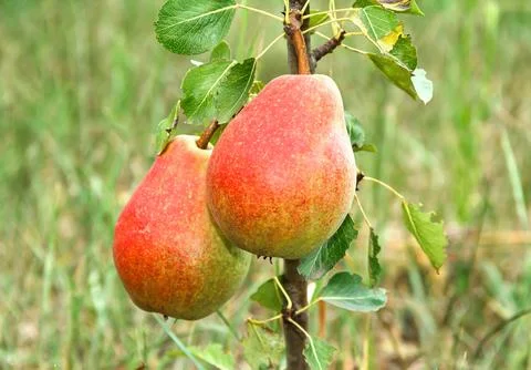Two pears Stock Photos