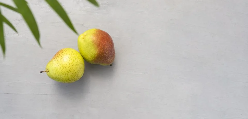 Two pears on a textured gray background. Fruits and copy space Stock Photos