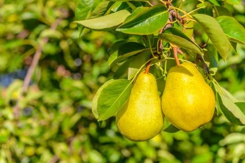 Two pears on tree branch Stock Photos