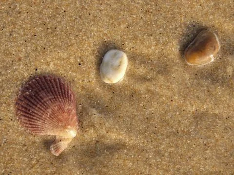 Two pebbles and one shell in the sand, close-up Foto stock