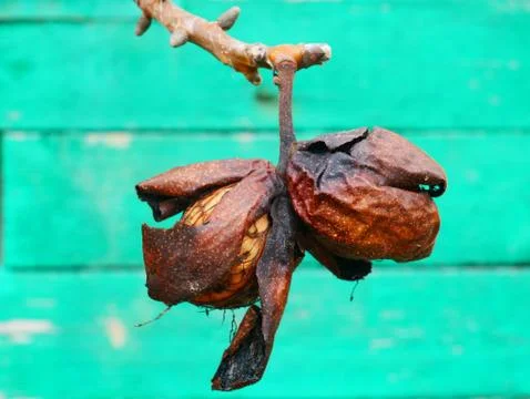 Two peeled nuts Stock Photos