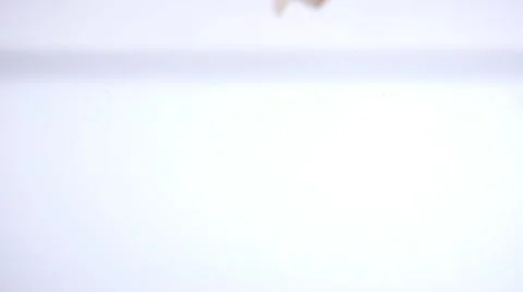 Two peeled shrimps 库存影片 64702502