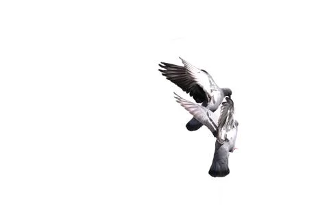 Two pegion flying with a white background. Foto stock