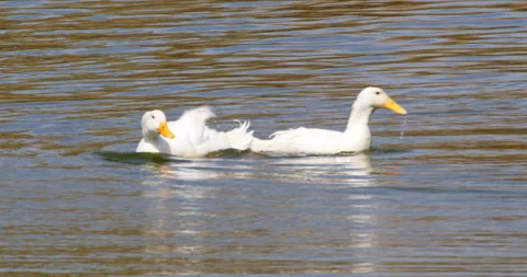 Two Pekin ducks in a lake, diving and playing Stock Footage 255707908
