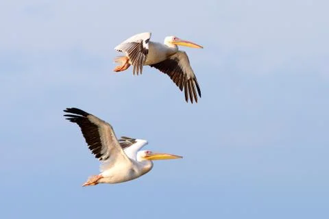 Two pelecanus onocrotalus in flight Stock Photos