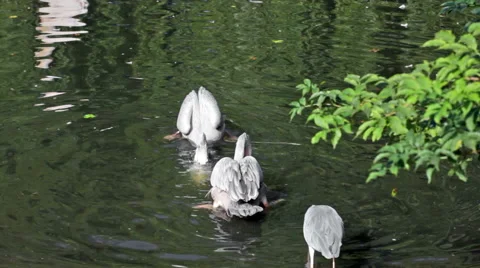 Two pelicans and gray heron catch fish in the lake Video stock 50949529