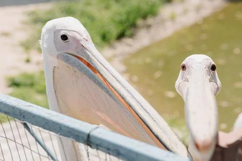 Two pelicans are looking at the camera close-up. Contact zoo Stock Photos