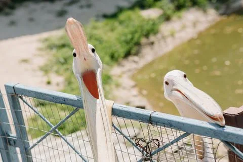 Two pelicans are looking at the camera close-up. Contact zoo Stock Photos
