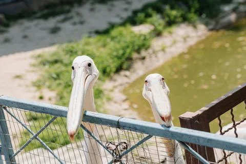 Two pelicans are looking at the camera close-up. Contact zoo Stock Photos