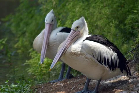 Two pelicans brooding by the river Stock Photos