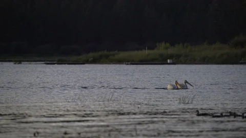 Two pelicans cruise down a summer lake at sunset Stock Footage 114634658
