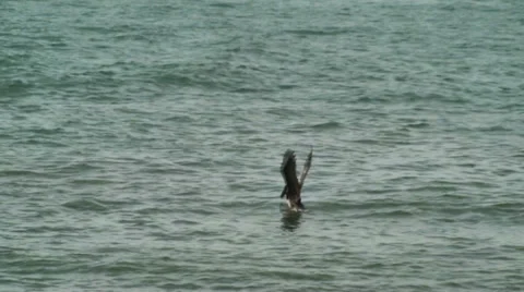Two pelicans diving for food Stock Footage 32789163