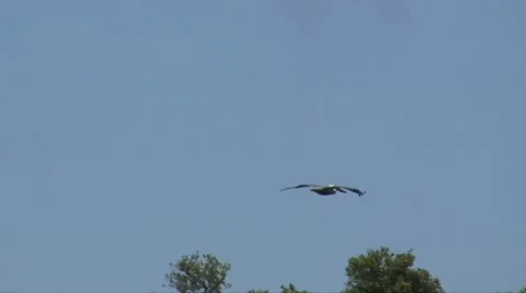 Two pelicans flight Stock Footage 7525849