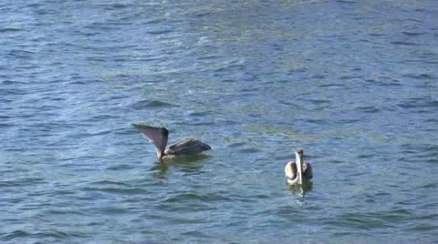 Two pelicans floating and eating 스톡 동영상 22010416
