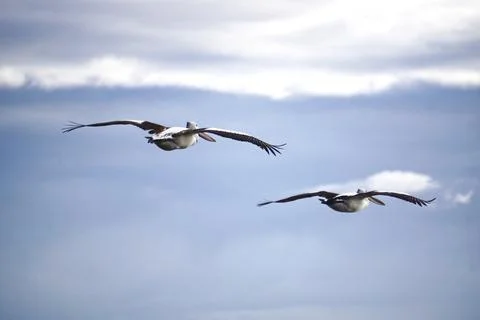 Two Pelicans Flying Side By Side Stock-Fotos