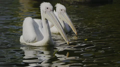 Two pelicans Stock Footage 55340699