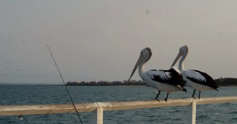 Two Pelicans Stock Footage 120127461