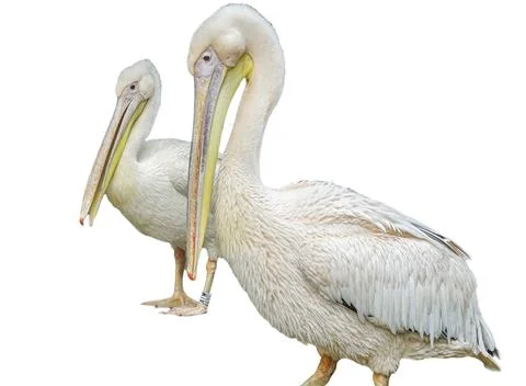 Two pelicans isolated on white background Фото
