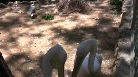 Two pelicans medium close up Stock Footage 25602949