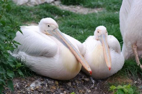 Two pelicans Stock Photos