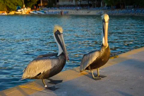Two Pelicans on a Pier Foto stock