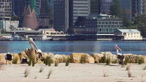 Two pelicans proudly preen  with river and city in background Stock Footage 165607017