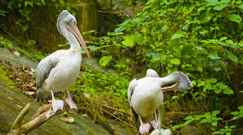 Two pelicans resting Stock Footage 34817228