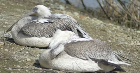 Two Pelicans Resting Stock Footage 61601194