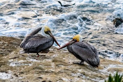Two pelicans resting Foto stock