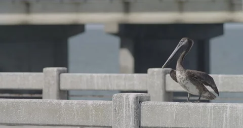 Two pelicans sitting on a concrete block and then flying away Stock Footage 150643860