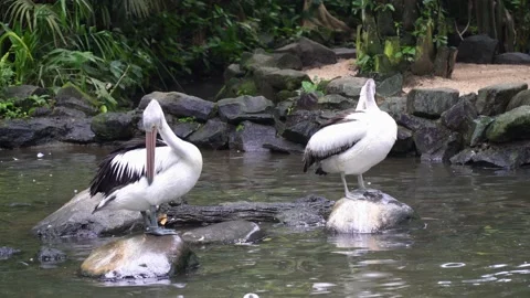 Two pelicans stand on stones in a pond and clean their feathers 動画素材 150333653