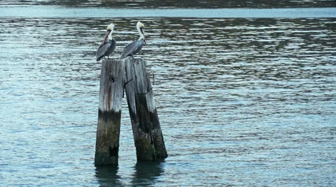 Two pelicans on the water Stock Footage 49146091
