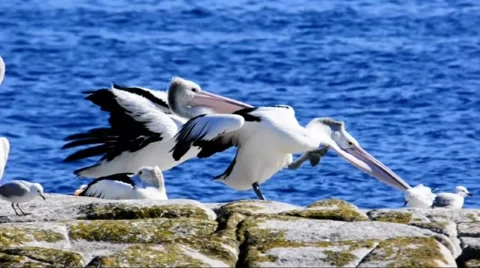 Two Pelicans Yawning Stock Footage 62706431