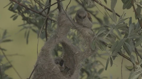 Two Penduline tits (Remiz pendulinus) build a nest. Stock Footage 104716381