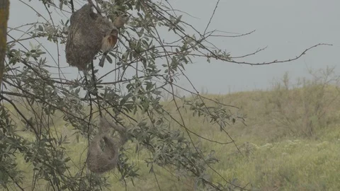 Two Penduline tits (Remiz pendulinus) in the nest. Stock Footage 104721749