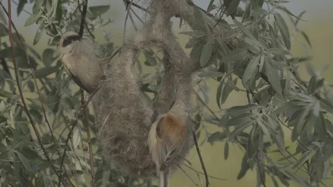 Two Penduline tits (Remiz pendulinus). Two thieves at someone else`s nest. Stock-Footage 104729101