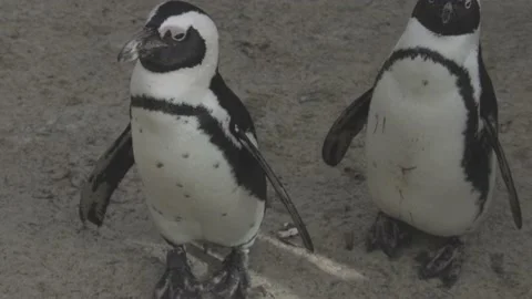 Two Penguin looking around Stock Footage 195247953
