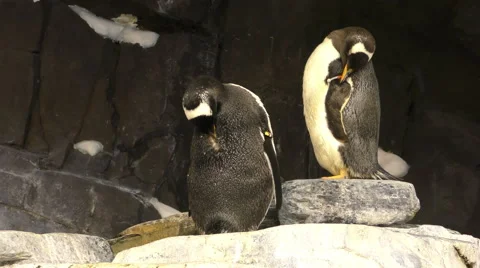 Two penguins in 4K Stock Footage 49666455