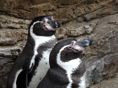 Two Penguins Up Close Stock Photos
