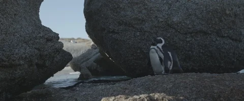 Two penguins close to a rock - UHD Prores 422 Stock Footage 104035120