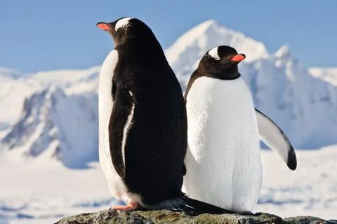 Two penguins dreaming Fotos Stock