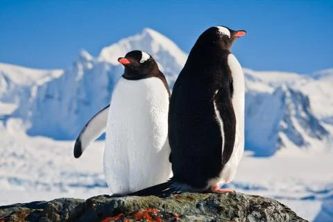 Two penguins dreaming Foto stock