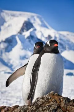 Two penguins dreaming Stock-Fotos