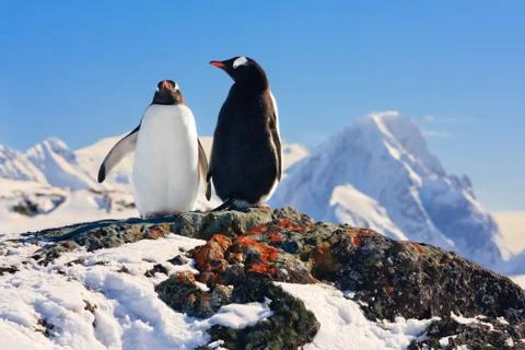 Two penguins dreaming Foto stock