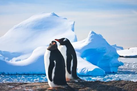 Two penguins dreaming Foto stock