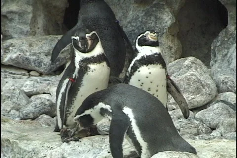 Two Penguins Stock Footage 298713