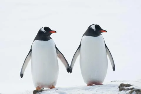 Two penguins gentoo. Stock Photos